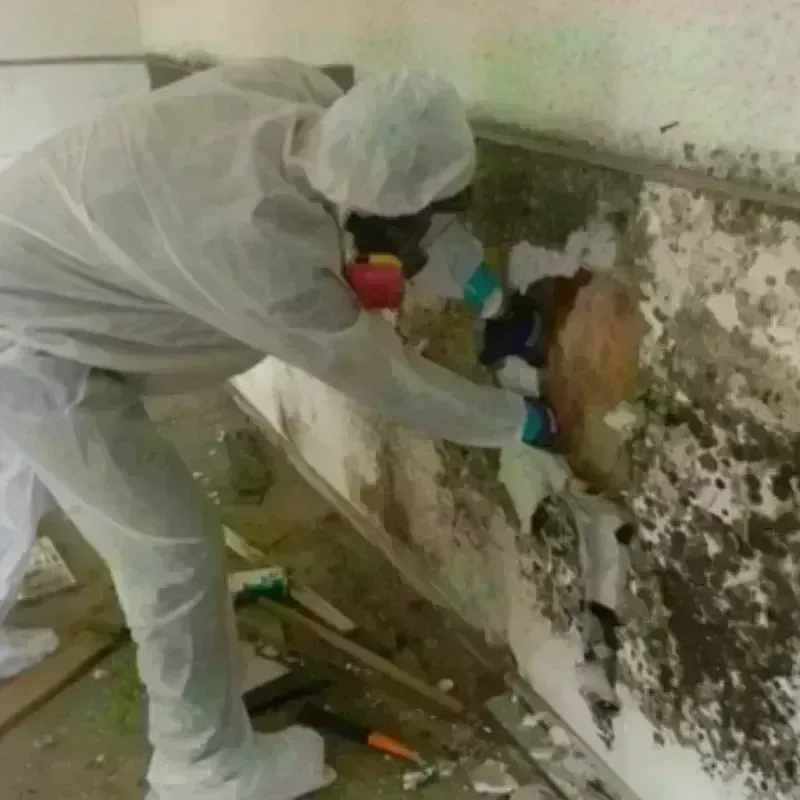 Mold Remediation and Removal in Mount Juliet, TN